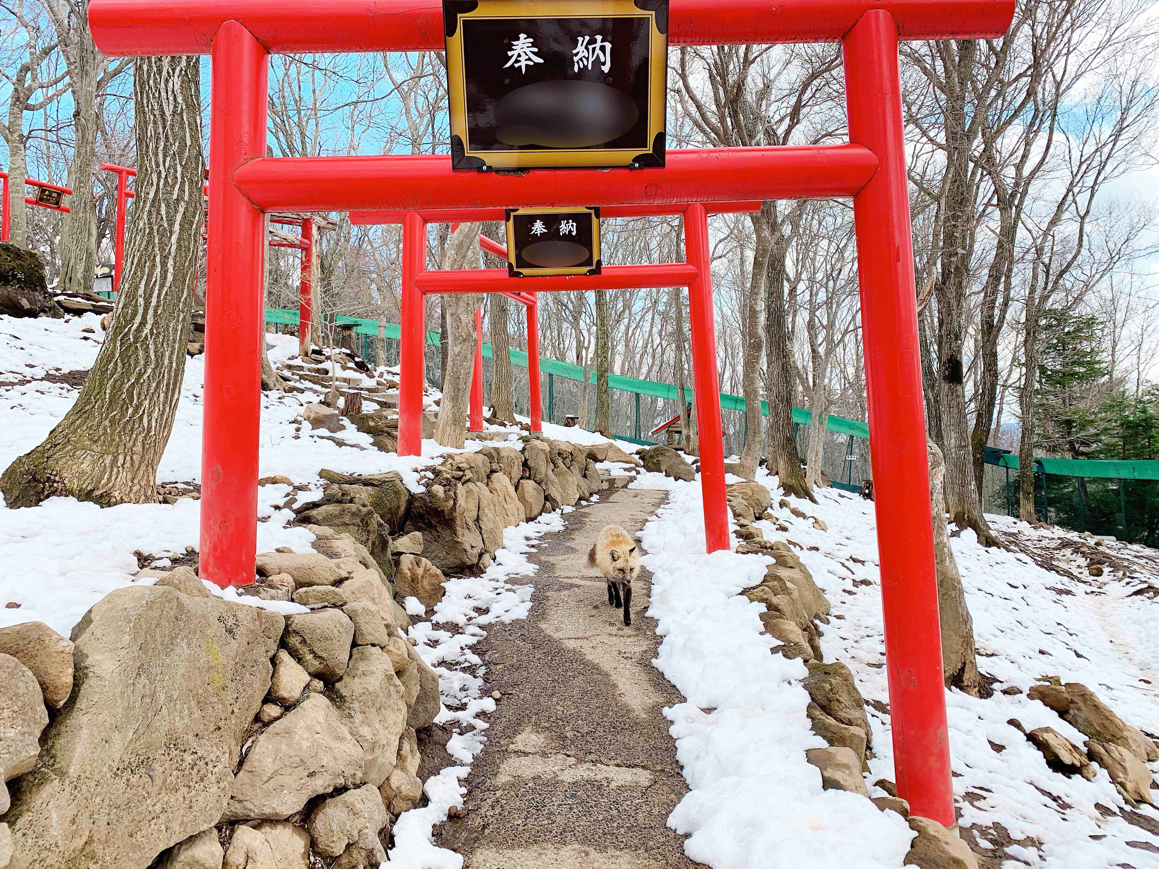 蔵王キツネ村 可愛らしさに目が離せない 白石市福岡八宮 Trieat